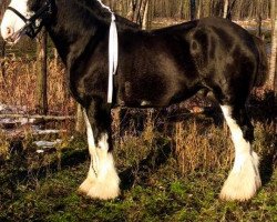 Deckhengst Weber's BJ Logan Ladysman (Clydesdale, 2012, von Donegal Black Jack)