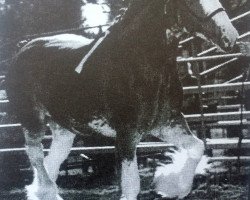 Pferd Weatherhill Gillian (Clydesdale, 1999, von Hillmoor Fusilier)