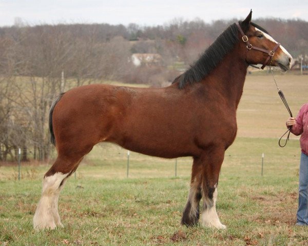 Pferd Weatherhill Lady (Clydesdale, 2005, von Clydeview Scotty Supreme)