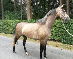 broodmare Cadora (Oldenburg show jumper, 2016, from Chaccato)