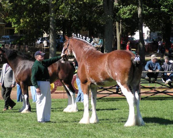 Zuchtstute Weatherhill Ila (Clydesdale, 2001, von Hillmoor Landmark)