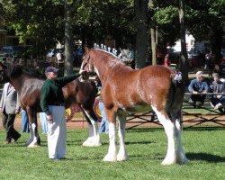 broodmare Weatherhill Ila (Clydesdale, 2001, from Hillmoor Landmark)