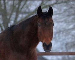 broodmare Sky High (Hanoverian, 2006, from Silvio I)