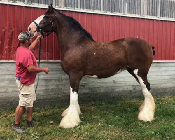 Zuchtstute Weatherhill Lassie (Clydesdale, 2005, von Highfield Collessie)