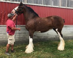 broodmare Weatherhill Lassie (Clydesdale, 2005, from Highfield Collessie)