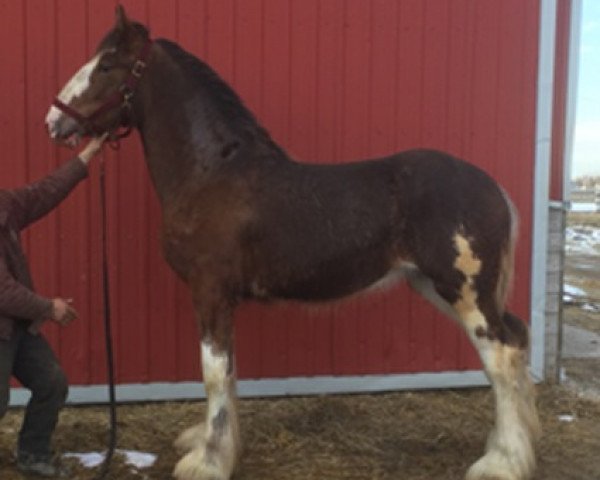 Pferd Weatherhill A.L. Cassie (Clydesdale, 2018, von Alamar L.S. Lightning)