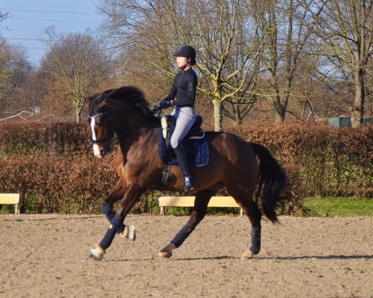 dressage horse Sambucca 25 (Westphalian, 2012, from Spirit 370)