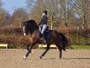 dressage horse Sambucca 25 (Westphalian, 2012, from Spirit 370)