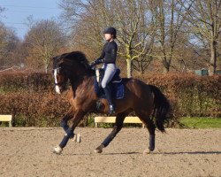 dressage horse Sambucca 25 (Westphalian, 2012, from Spirit 370)