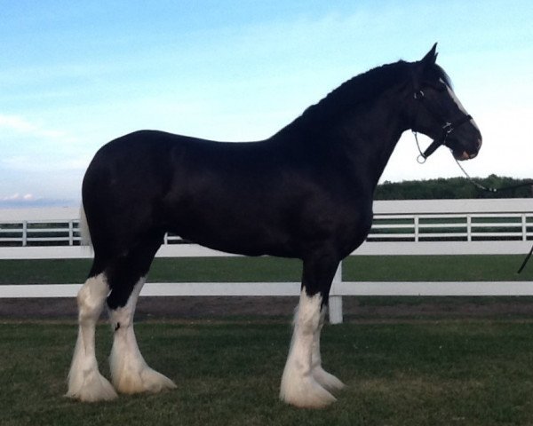 Pferd WCC Stella (Clydesdale, 2015, von Donegal Double Dot Big Ben)