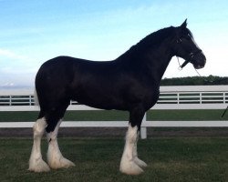 Pferd WCC Stella (Clydesdale, 2015, von Donegal Double Dot Big Ben)