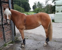 Zuchtstute Amber (Haflinger, 2010, von Akitan)