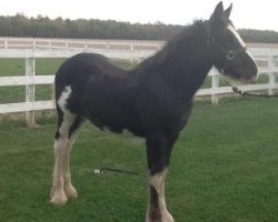 Pferd WCC Marner (Clydesdale, 2017, von Admiral's Edward of Greenwood)