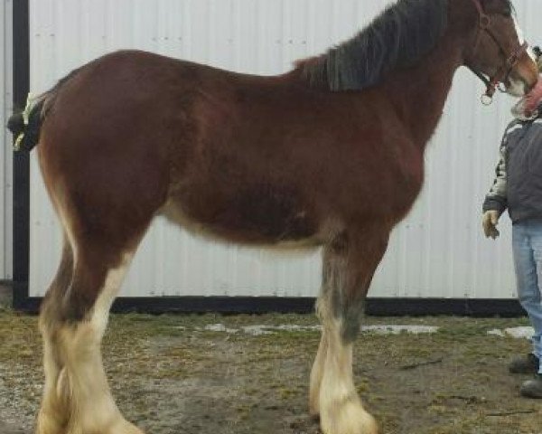 horse WCC Blaze (Clydesdale, 2014, from Donegal Double Dot Big Ben)