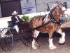 Zuchtstute W & W Precious I (Clydesdale, 1992, von Maple Hall Clancy)