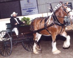 broodmare W & W Precious I (Clydesdale, 1992, from Maple Hall Clancy)