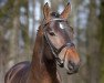 stallion van Halen Z (Zangersheide riding horse, 2012, from Vigo d'Arsouilles)