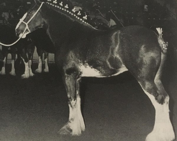 Zuchtstute Victory Delight of Live Oak (Clydesdale, 1990, von Doura Sensation)