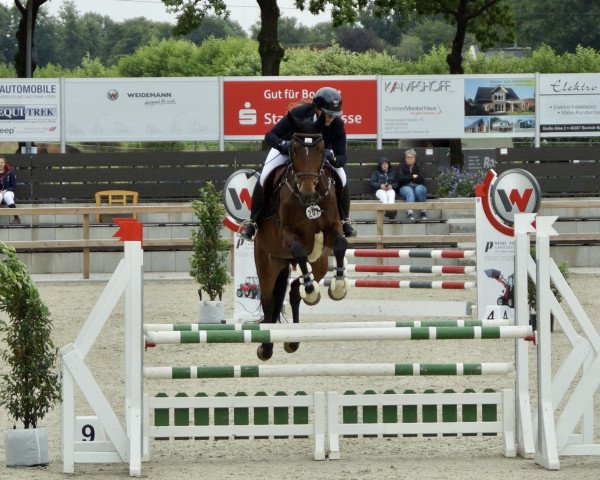 jumper Chances Dream (KWPN (Royal Dutch Sporthorse), 2007, from Decor Dreamcatcher)