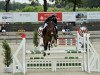 jumper Chances Dream (Swedish Warmblood, 2007, from Decor Dreamcatcher)