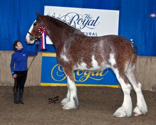 horse Veranos Somewhere Stewart (Clydesdale, 2005, from Belleau W.S. Mick)