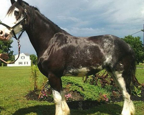 horse Valley of the Kings Queen Nefertiti (Clydesdale, 2007, from Wolf Mound's Jackson)