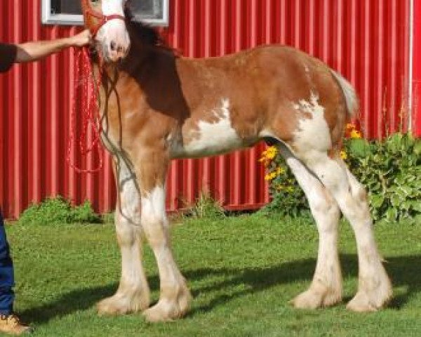 Pferd Love's Major (Clydesdale, 2020, von Armbro Andrew)