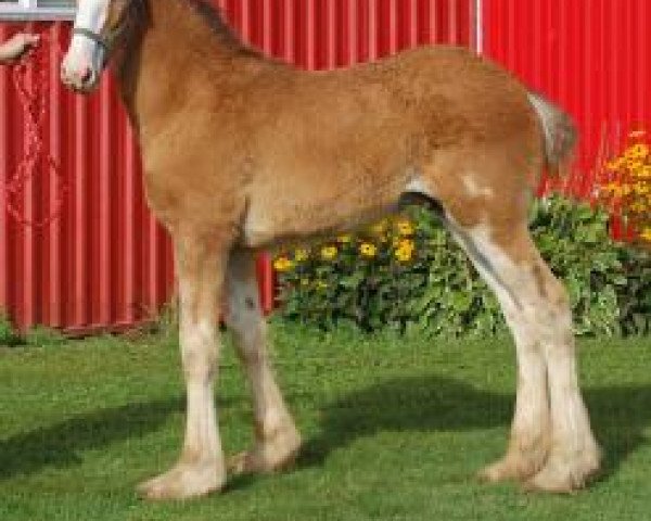 Pferd Love's King (Clydesdale, 2020, von Armbro Andrew)