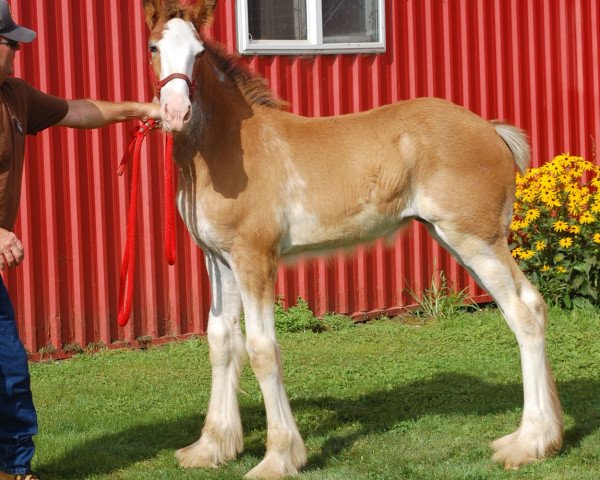 horse Love's Molly (Clydesdale, 2020, from Armbro Andrew)