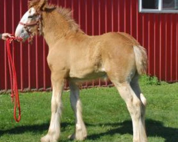 Pferd Love's Maggie (Clydesdale, 2020, von Armbro Andrew)