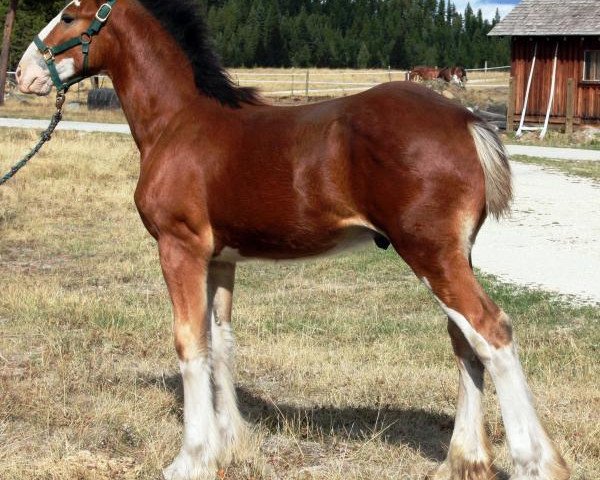 horse U Lazy V Rockin Perry (Clydesdale, 2015, from H.M.H. Rockin Bentley)