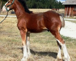 Pferd U Lazy V Rockin Perry (Clydesdale, 2015, von H.M.H. Rockin Bentley)