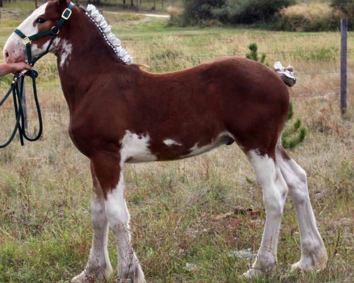 Pferd U Lazy V Rockin Jethro (Clydesdale, 2013, von H.M.H. Rockin Bentley)