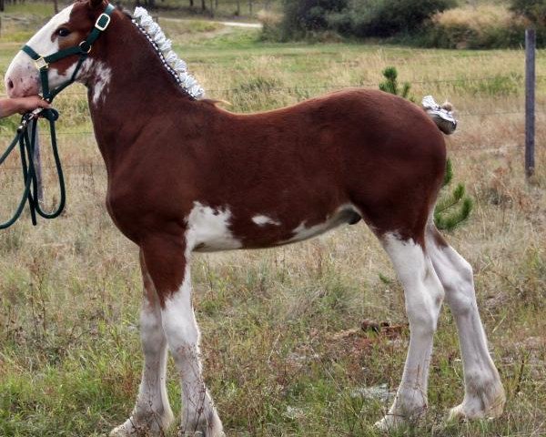 horse U Lazy V Rockin Jethro (Clydesdale, 2013, from H.M.H. Rockin Bentley)