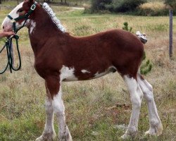 Pferd U Lazy V Rockin Jethro (Clydesdale, 2013, von H.M.H. Rockin Bentley)