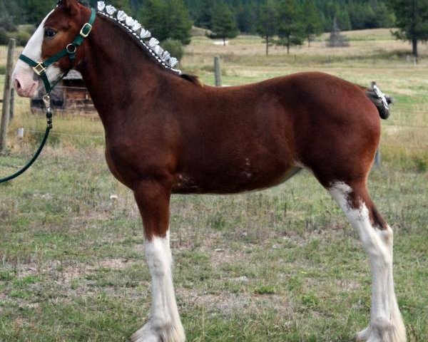 broodmare U Lazy V Rockin Cambria (Clydesdale, 2013, from H.M.H. Rockin Bentley)