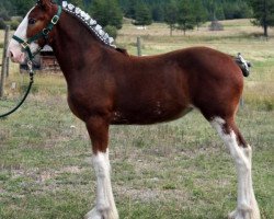 Zuchtstute U Lazy V Rockin Cambria (Clydesdale, 2013, von H.M.H. Rockin Bentley)