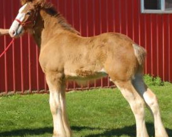 horse Love's Captain II (Clydesdale, 2020, from Armbro Andrew)