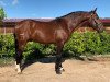 dressage horse Liston JB (Lusitano, 2015, from Novilheiro)