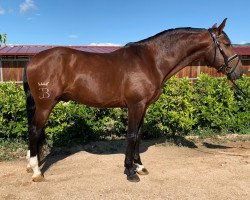 Dressurpferd Liston JB (Lusitano, 2015, von Novilheiro)