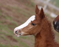 horse Frl. Pleasure kw (Oldenburger Springpferd, 2021, from Diaron OLD)