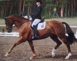 dressage horse Devion (Oldenburg, 2010, from Doolittle)