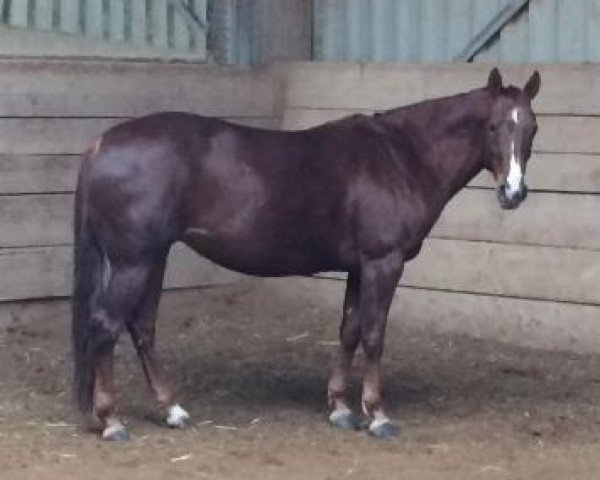 horse Nicsflowerbutpower (Quarter Horse, 2009, from Little Nic Tari)