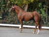 stallion FS Manitou Airline (German Riding Pony, 2013, from FS Mr. Right)