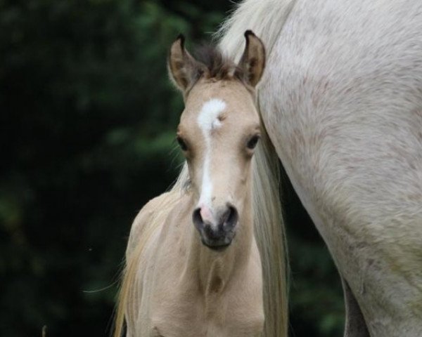 dressage horse Californio YS (German Riding Pony, 2019, from Coer Noble)