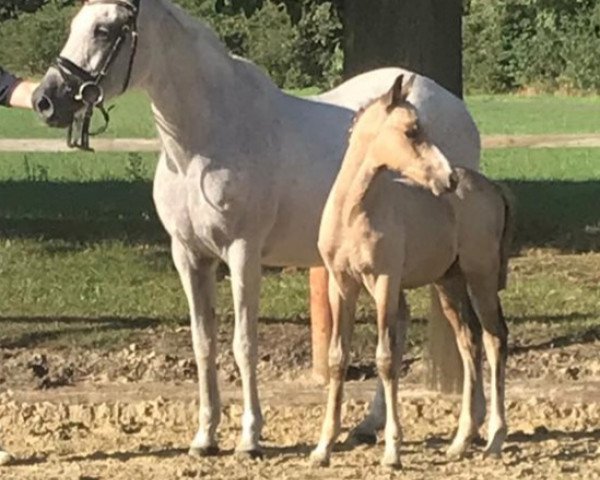 broodmare Mehanna (German Riding Pony, 1997, from Small-Land Martino)