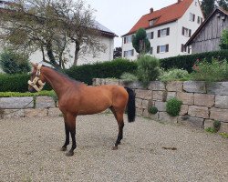 Springpferd Alfred jodokus Kwack (Westfale, 2015, von Amantinus Dream)