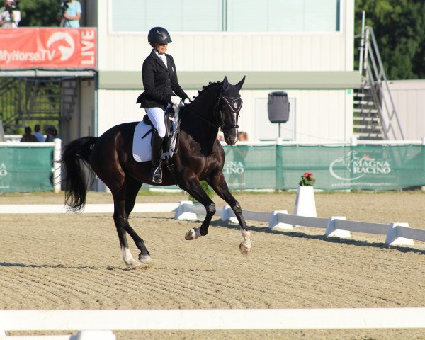 dressage horse Toto Classic (Oldenburg, 2011, from Totilas)