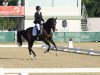 dressage horse Toto Classic (Oldenburg, 2011, from Totilas)