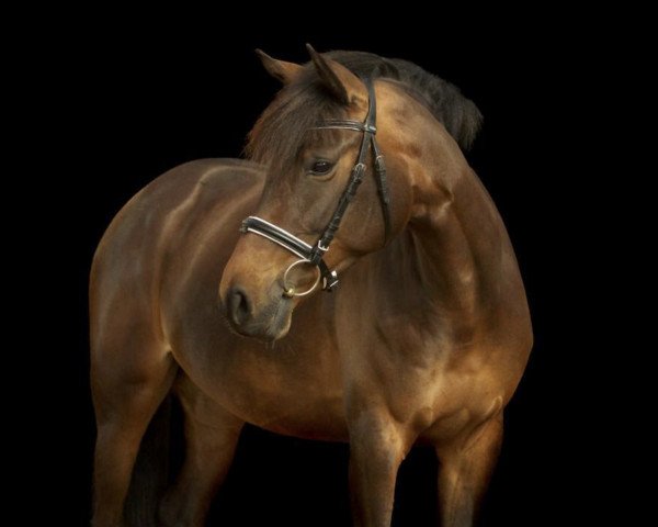 dressage horse Sf Gina Ginelli (German Riding Pony, 2010, from St. Annens Monsieur N)